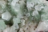 Zoned Apophyllite Crystals Cluster with Stilbite - India #44426-3